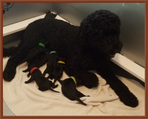 Lucia and Her Magnificent Pups